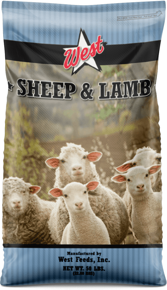 sheep and lamb feed bag