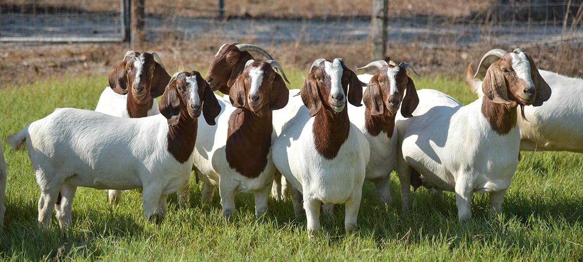 guide-to-goat-feed-and-nutrition-west-feeds-inc