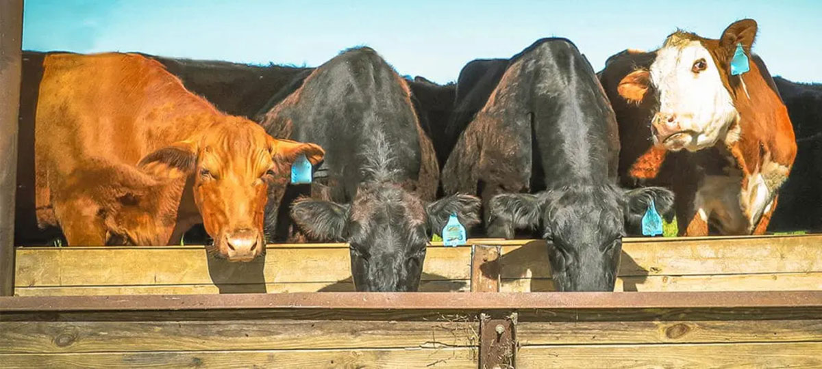 cattle eating feed from a trough