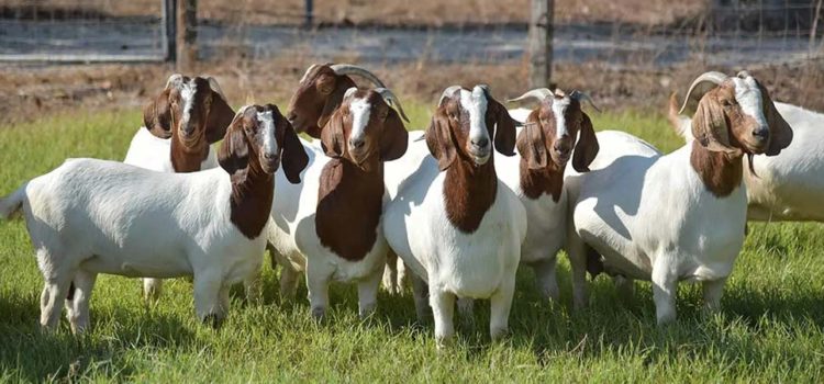 boer goats