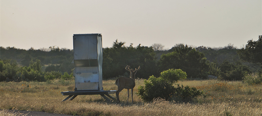 feeding deer protein